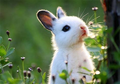 小白兔的外形特点,的外形,小白兔的_大山谷图库