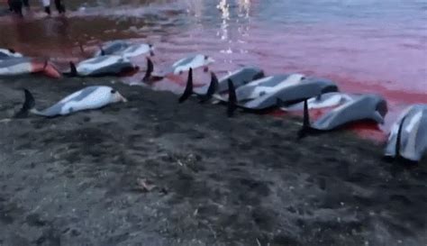 丹麦一场捕猎活动捕杀超1400只海豚 海滩被染红_运势_风水运势_运程|婚配|查询