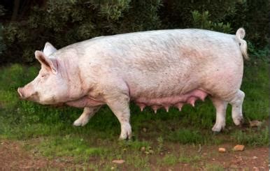 湘潭五大措施确保生猪产业发展 | 中国动物保健·官网