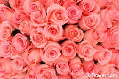 99朵粉玫瑰的花语是什么？99朵粉玫瑰代表什么意思？-六朵花