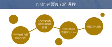 NMN是从什么原料中提取的？来源是否安全可靠？—【NMN观察】