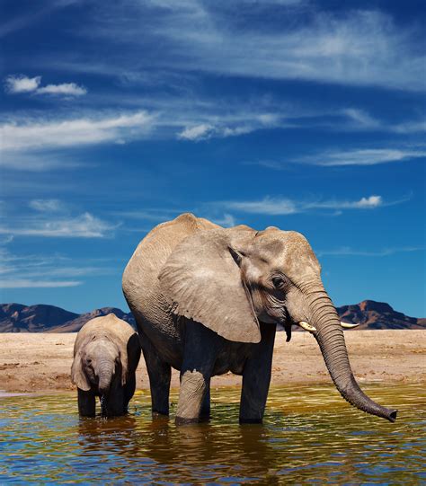 在河中饮水的大象小象44559_动物合集_动物类_图库壁纸_68Design
