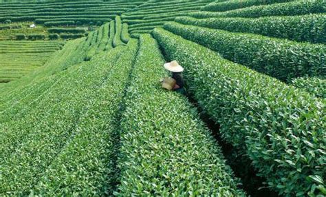 广东粤北茶事绿茶茶农如何才能把茶叶通过电商推广出去 - 知乎