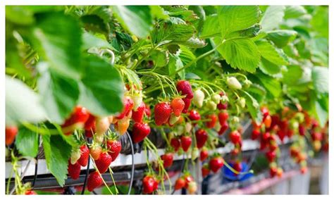 草莓苗如何种植 家庭盆栽草莓的种植技巧_栽培养殖__南北花木网