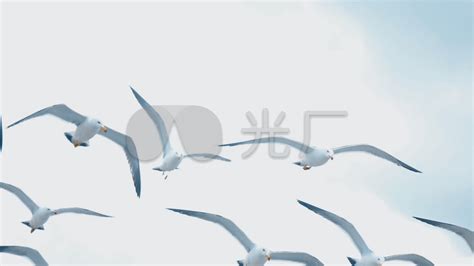 展翅飞翔的海鸥-中关村在线摄影论坛