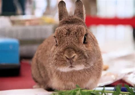 家兔生病时有哪些表现如何识别,兔子生病了有哪些表现 百度百科 - 品尚生活网