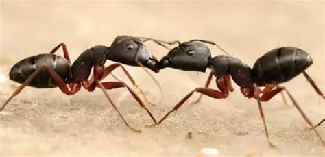 外表非常强壮的蚂蚁 强壮收获蚁（深受喜爱的一种蚂蚁）_探秘志