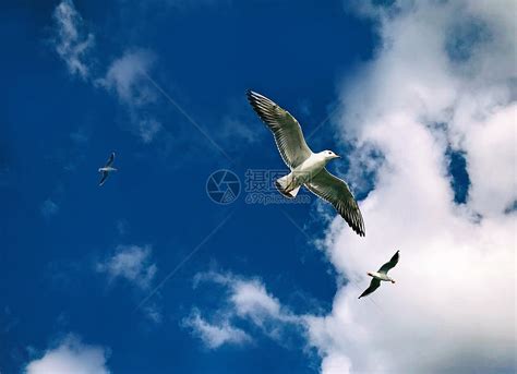翱翔在天空的鸟儿高清图片下载-正版图片500812779-摄图网