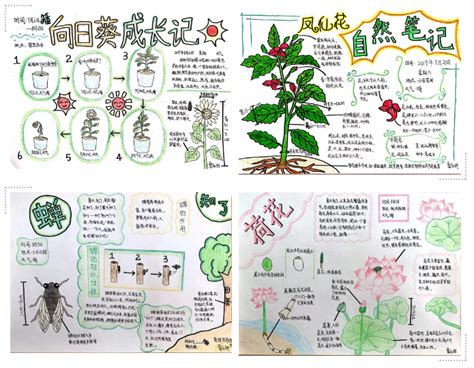 自然笔记,三年级自然简单,桃花自然_大山谷图库