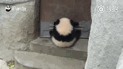 大熊猫挂门玩越狱 要成精！（视频）
