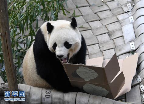 旅美大熊猫“宝宝”成长记 国内要闻 烟台新闻网 胶东在线 国家批准的重点新闻网站