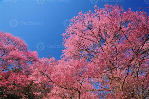 Spring Cherry Blossoms with Blue Sky Background 1352734 Stock Photo at ...