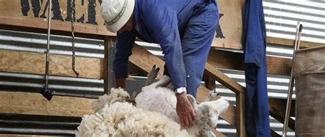 “英国羊毛”携手ORITAIN --如何确保“英国羊毛”的真实性 - 知乎