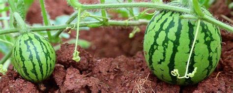 露地西瓜的种植方法和管理技术-农百科