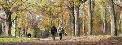 荷兰乌得勒支附近秋季森林里的情侣和狗高清摄影大图-千库网