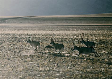 2023申扎自然保护区游玩攻略,西藏是一个很特别的地方，冰...【去哪儿攻略】