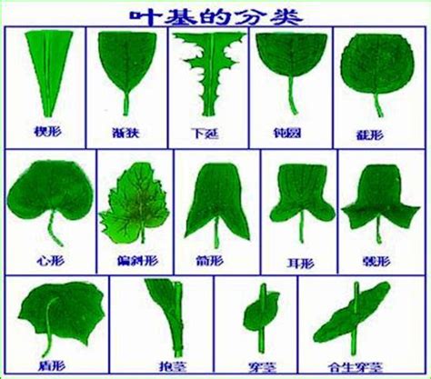 各种树叶的形状及名称-最新各种树叶的形状及名称整理解答-全查网