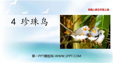 鸟类动物教案幼儿园PPT课件-麦克PPT网