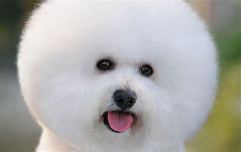 白色的狗有哪些？十大白色狗狗品种！又可爱又好看~喜欢吗？|白色|银狐犬|京巴狗_新浪新闻