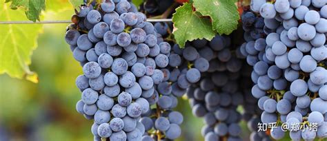种植葡萄始于哪个朝代-后知网