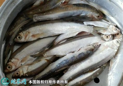 2024丹江渔村美食餐厅,...部是淡水鱼，养殖好，水质...【去哪儿攻略】