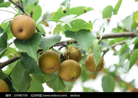 梨树种植，掌握好全年在关键期浇水，促进发芽、开花、坐果率