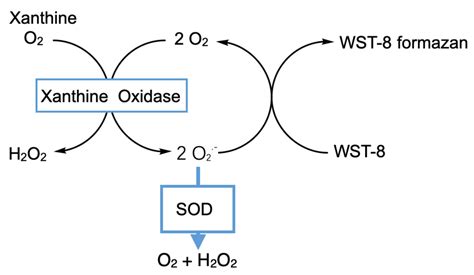 超氧化物歧化酶, SOD, SOD活性，WST-8