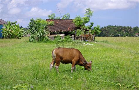 乡村的牛摄影图8688*5792图片素材免费下载-编号684521-潮点视频