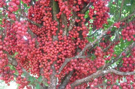 嘉宝果树苗四季红妃嘉宝果盆栽地栽树葡萄果树苗南北种植当年结果-阿里巴巴