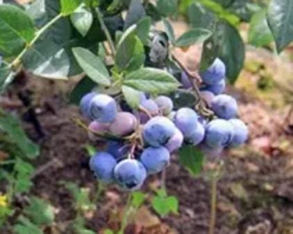 创新助力转型升级 贵州麻江蓝莓生态产业链再延伸|蓝莓|麻江县|贵州_新浪新闻
