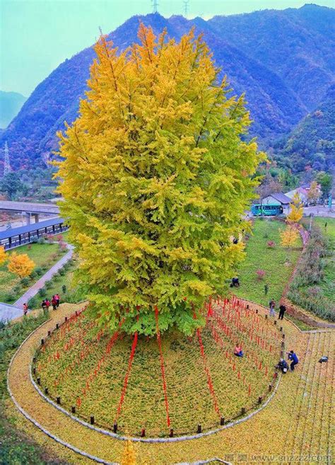 中国五大最古老银杏树，全国最大的银杏树在哪里
