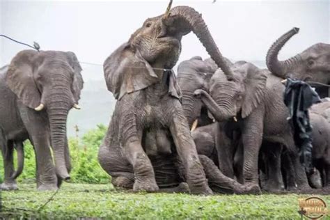 古菱齿象是体型最大的大象 一头成年象可达10-14吨-小狼观天下