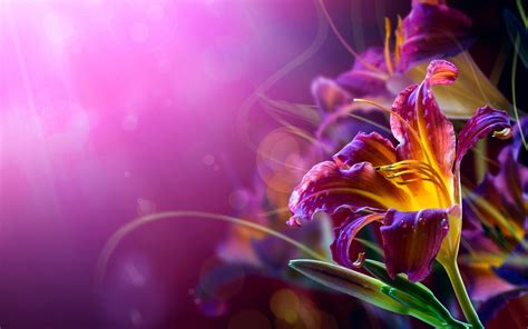 Wallpaper : 1680x1050 px, bokeh, bunga-bunga, lili, latar belakang ungu ...