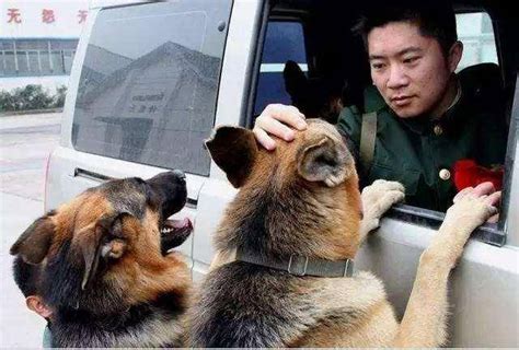 上海首批退役警犬开放领养，领养家庭需每3个月接受一次回访_浦江头条_澎湃新闻-The Paper