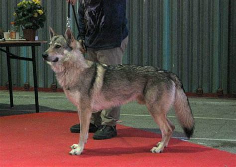 捷克狼犬: 全世界最贵的犬种, 长得像狼被禁养