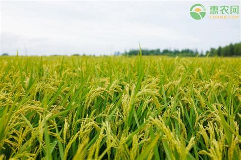农村水稻成熟高清图片下载-正版图片500826726-摄图网