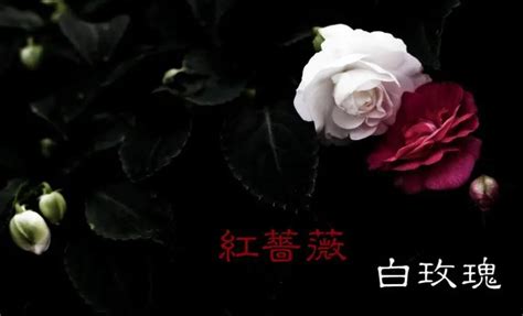 红蔷薇白玫瑰鼓谱 邓紫棋-红蔷薇白玫瑰架子鼓谱-乐手网