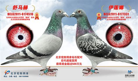 揭阳日胜鸽舍--中国信鸽信息网相册