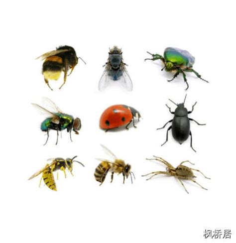 常见的昆虫有哪些，10种昆虫的名字和特点_寻觅网