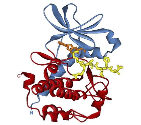 预测BCR-ABL1激酶的别构结合位点 - 知乎