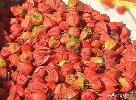 榆树市刘家镇永生村发展特色种植业，“红菇娘”成为“火红”的致富产业 - 优尚圈