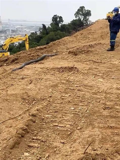 澳门九澳山坡工地挖出3公尺长冬眠巨蟒 - 神秘的地球 科学|自然|地理|探索