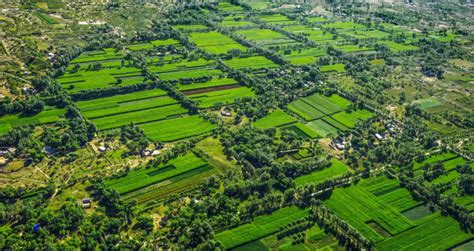 榆阳：农业产业转型升级 乡村振兴跨越发展 - 榆阳 - 陕西网