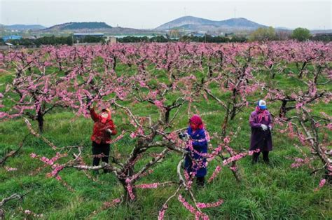 马上就是4月了，到世界最大的桃园，观赏22万亩桃花盛开 - 知乎