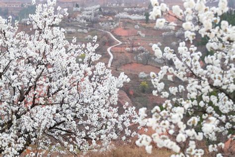 花开山乡 绘就春日画卷