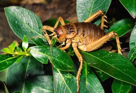 世界上十大最恐怖的虫子 世上最可怕的昆虫排名