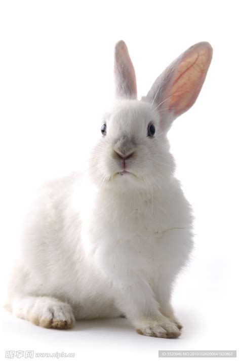 坐在篮子里的灰色长毛兔子高清图片下载-正版图片307928754-摄图网