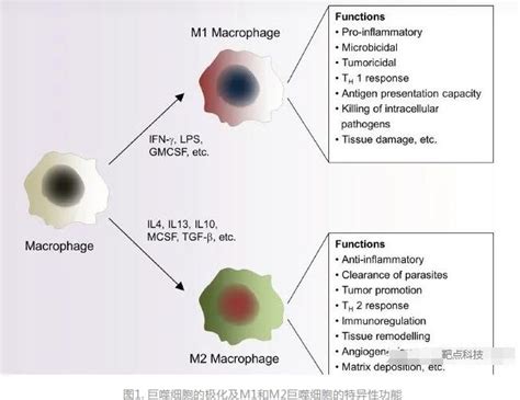 流式课堂 | 巨噬细胞简介及指标选择 - Elabscience