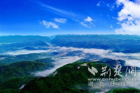 湖北兴山打造“中国古树白茶之乡”--中国数字科技馆