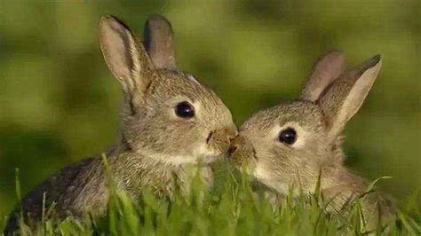 兔子怎么分公母？不同阶段区分方法不同 - 农敢网